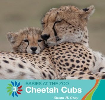 Cheetah Cubs Supply