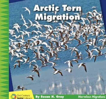 Arctic Tern Migration Hot on Sale